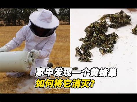 蜜蜂 風水|2024蜂巢處理最新指南